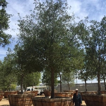 The Best Oak Tree Nursery in California | Tree planting