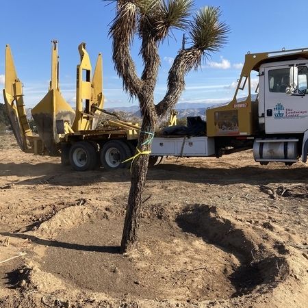 big john tree spade transplant