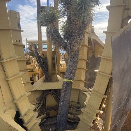 western joshua tree spade