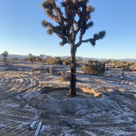yucca brevifolia transplant