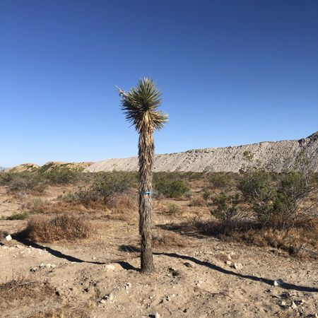 The Landscape Center - Joshua Trees