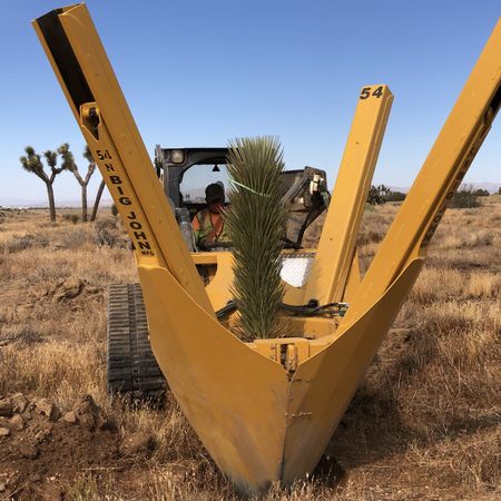 The Landscape Center - Joshua Trees