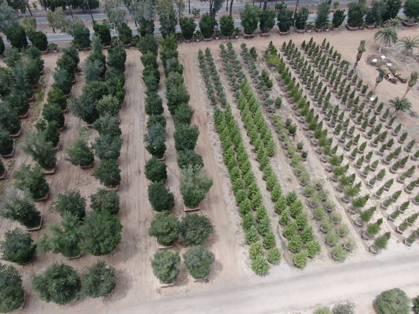 The Best Oak Tree Nursery in California | Tree planting